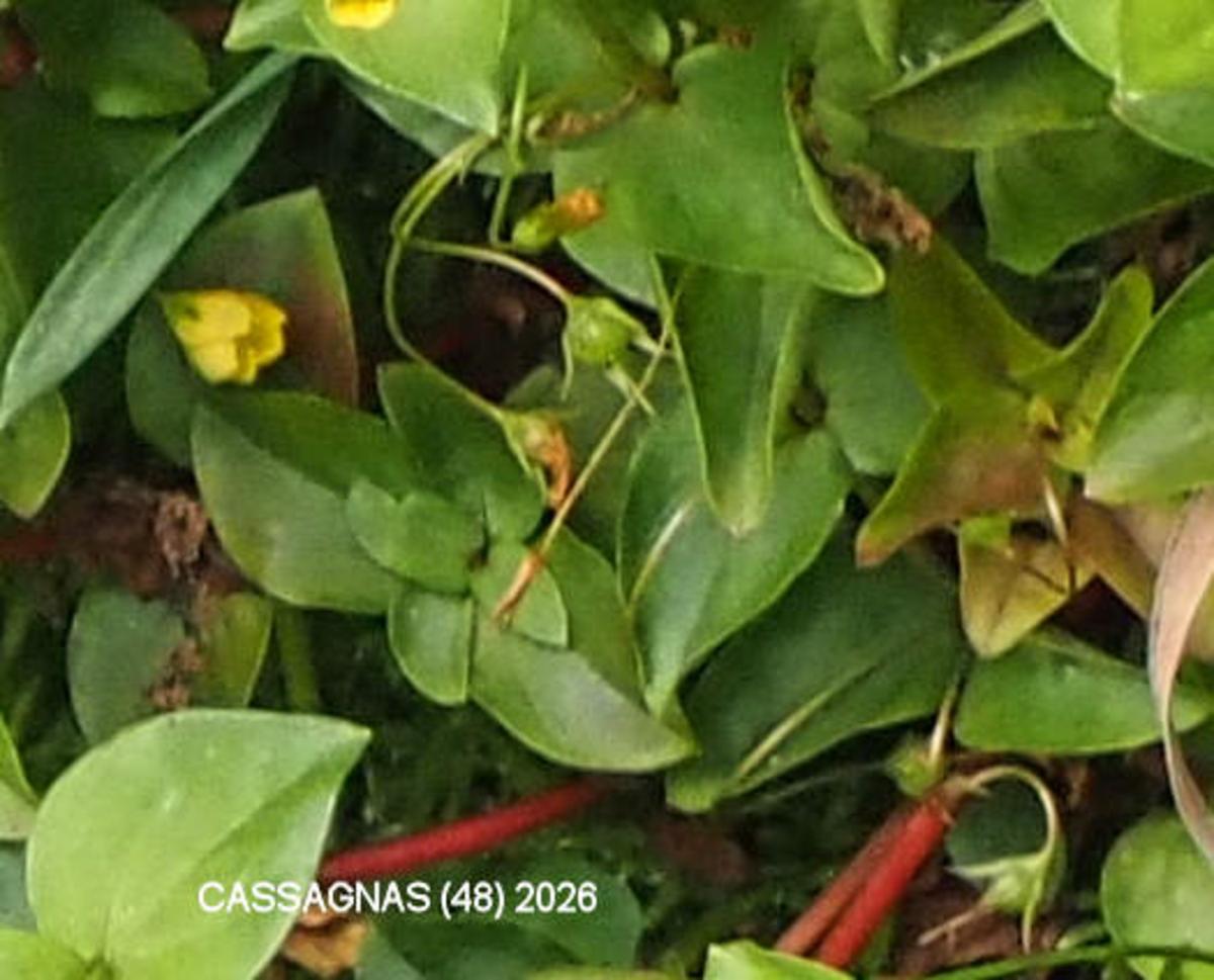 Pimpernel, Yellow fruit